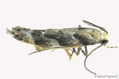 1826 - Coleotechnites piceaella - Orange Spruce Needleminer Moth m17 2