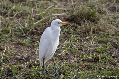 Héron garde-boeufs - Cattle egret 3 m17