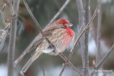 Roselin familier House Finch 1 m17