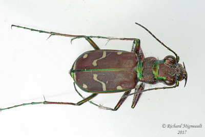 Ground beetle - Cicindela limbalis Common Tiger Beetle m17