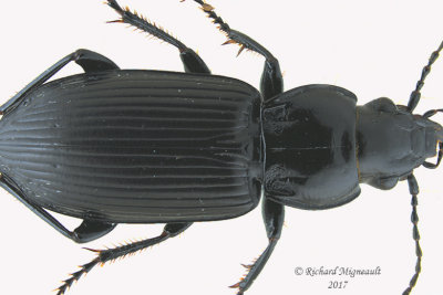 Woodland Ground Beetle - Pterostichus melanarius 1 m17 