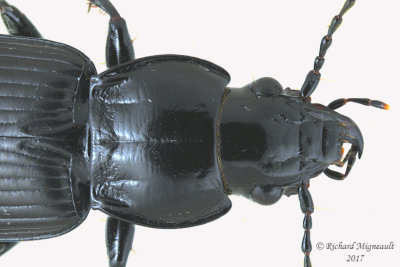 Woodland Ground Beetle - Pterostichus melanarius 2 m17 