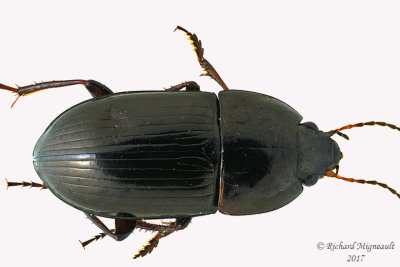 Ground beetle - Amara sp2 1 m17 8.7mm 