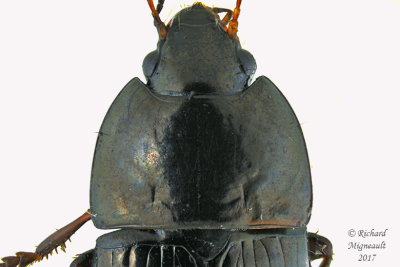 Ground beetle - Amara sp2 2 m17 8.7mm