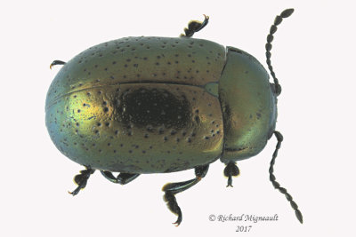 Leaf Beetle - Chrysolina hyperici m17 5,5mm 
