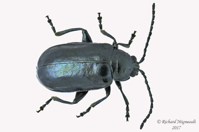 Leaf Beetle - Altica ambiens m17