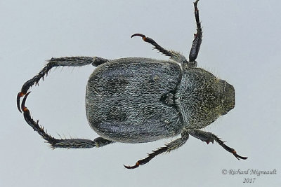 Scarab Beetle - Hoplia trifasciata m17 7.8mm 