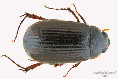 Scarab Beetle - Serica sp1 1 m17 11mm 