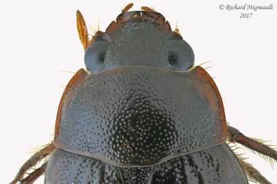 Scarab Beetle - Serica sp1 3 m17 11mm 