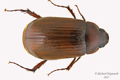 Scarab Beetle - Serica sp2 1 m17 11.8mm 