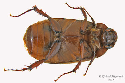 Scarab Beetle - Serica sp2 2 m17 11.8mm 