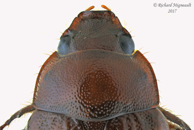 Scarab Beetle - Serica sp2 3 m17 11.8mm 