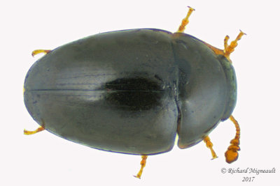 Shining flower beetle - Olibrus semistriatus m17 1.7mm 