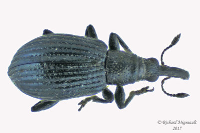 Primitive Weevil - Ischnopterapion virens1 1 m17 2.4mm 