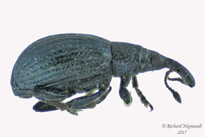 Primitive Weevil - Ischnopterapion virens1 2 m17 2.4mm 