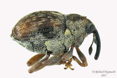 Weevil Beetle - Ceutorhynchus neglectus 1 m17 2.1mm 