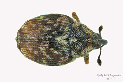 Weevil Beetle - Ceutorhynchus neglectus 2 m17 2.1mm 