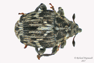 Weevil Beetle - Microplontus campestris 1 m17 2.9mm 