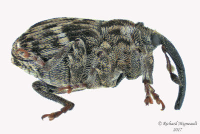 Weevil Beetle - Microplontus campestris 2 m17 2.9mm 