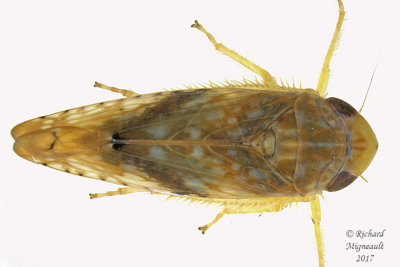 Leafhopper - Platymetopius vitellinus 1 m17 6.3mm 