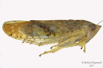 Leafhopper - Platymetopius vitellinus 2 m17 6.3mm 714 