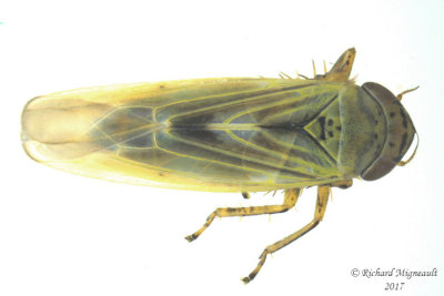 Leafhopper - Macrosteles 1 m17 3.1mm 