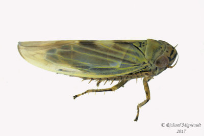 Leafhopper - Macrosteles 2 m17 3.1mm 