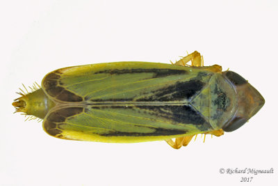 Leafhopper - Sorhoanus orientalis 1 m17 4.6mm 