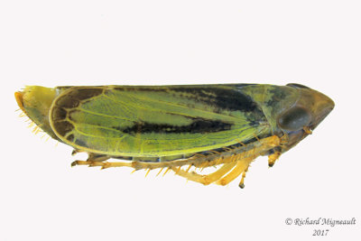 Leafhopper - Sorhoanus orientalis 2 m17 4.6mm 