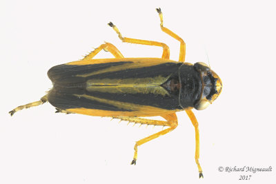 Leafhopper - Evacanthus interruptus 1 m17 5.8mm
