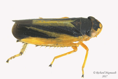 Leafhopper - Evacanthus interruptus 2 m17 5.8mm 715 