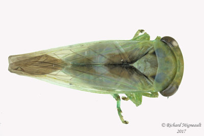 Leafhopper - Tribe Idiocerini - Populicerus sp1  1 m17 5.1mm 