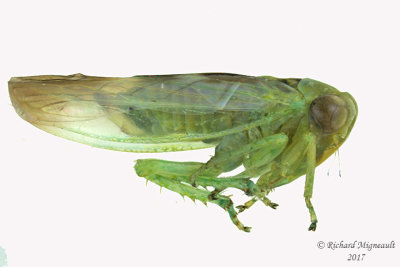 Leafhopper - Tribe Idiocerini - Populicerus sp1  2 m17 5.1mm 