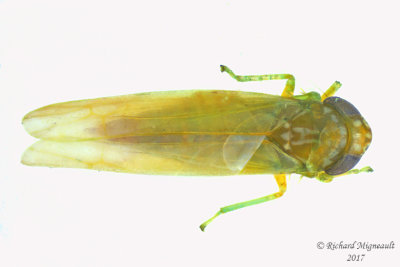 Leafhopper - Empoasca fabae Potato Leafhopper 1 m17 3.4mm 