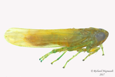 Leafhopper - Empoasca fabae Potato Leafhopper 2 m17 3.4mm