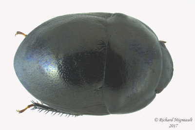 Negro Bugs - Galgupha nitiduloides 1 m17 4.8mm 