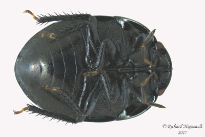 Negro Bugs - Galgupha nitiduloides 2 m17 4.8mm 