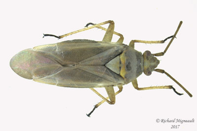 Plant bug - Lopus decolor m17 4.5mm