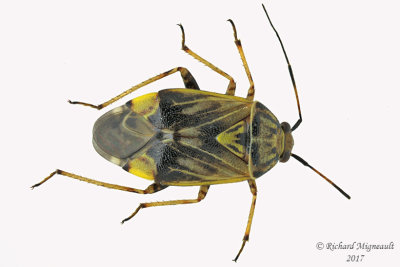Plant Bug - Lygus lineolaris - Tarnished Plant Bug m17 5.3mm 
