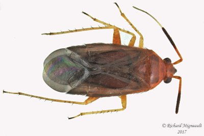 Plant bug - Rhinocapsus vanduzeei m175 3.7mm 
