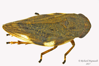 Spittlebug - Aphrophora alni - European Alder Spittlebug m17 9mm