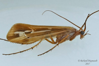 Northern Caddisfly  - Limnephilus ornatus m17 16mm 