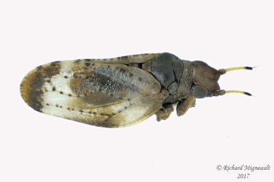 Psylloidea - Livia bifasciata m17 2.5mm
