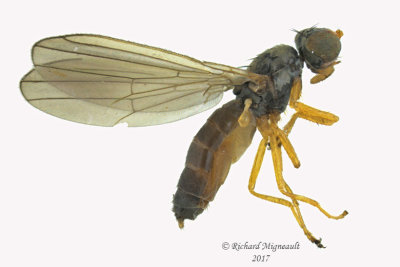 Anthomyzidae - Anthomyza sp1 1 m17 2.9mm 