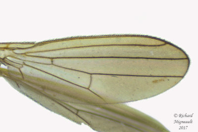 Anthomyzidae - Anthomyza sp1 2 m17 2.9mm 