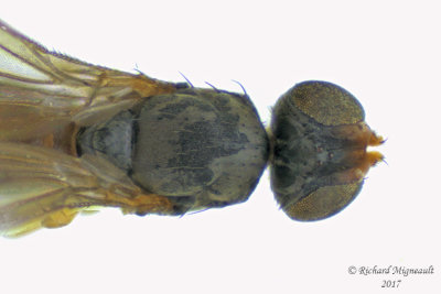 Anthomyzidae - Anthomyza sp1 3 m17 2.9mm