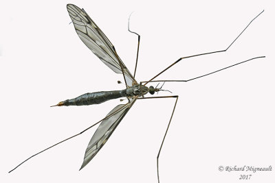 Large Crane Fly - Tipula sp2 1 m17