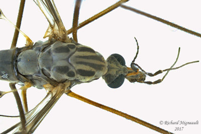 Large Crane Fly - Tipula sp2 2  m17