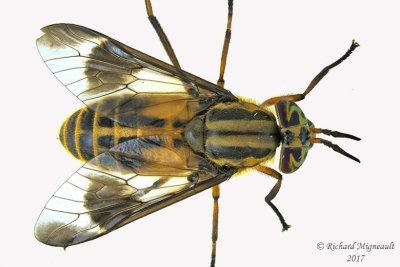 Deer Fly - Chrysops lateralis 1 1 m17 9.2mm