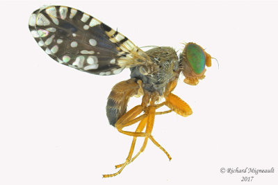 Fruit fly - Euaresta bella 1 m17 2.8mm
